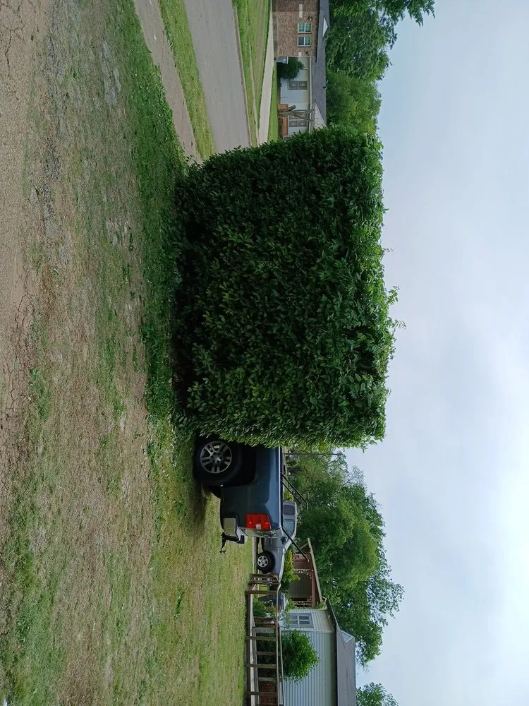 Reliable lawn mowing service experts serving Dallas, TX - Jj Yard Service