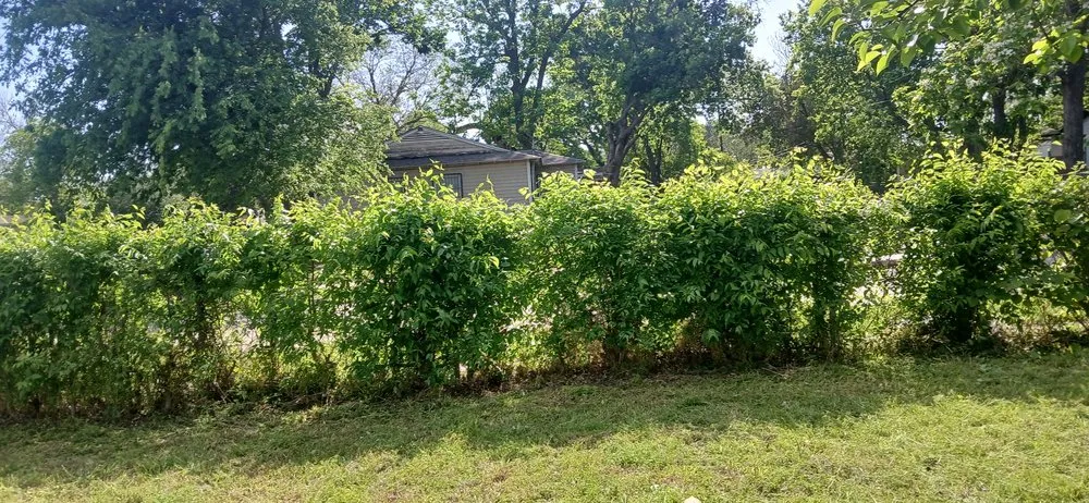 Local lawn care service for homes in Dallas, TX by Jj Yard Service