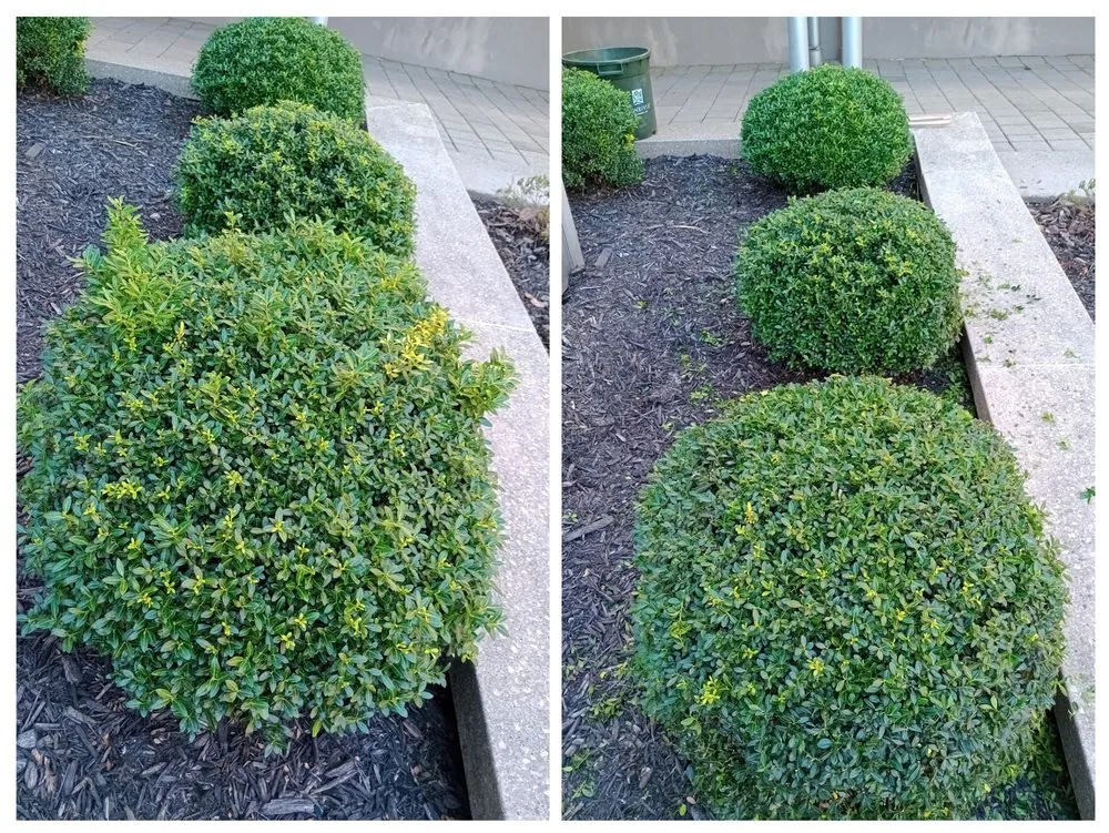 Top-rated lawn care service experts serving Greensboro, NC - JJ&G Green View Landscaping & House Repair