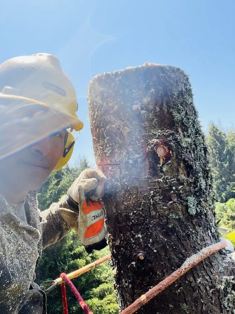 Affordable lawn care service experts serving Newport, OR - jjj tree services