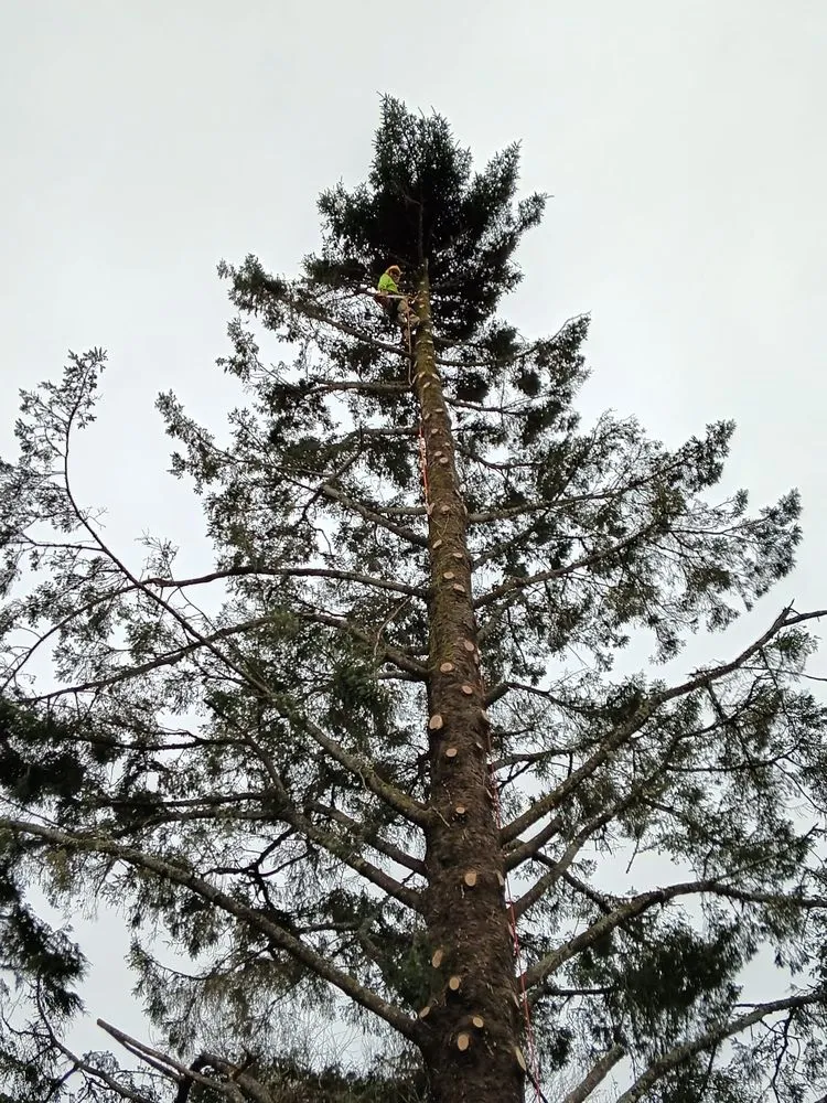 Local yard maintenance in Newport, OR - jjj tree services