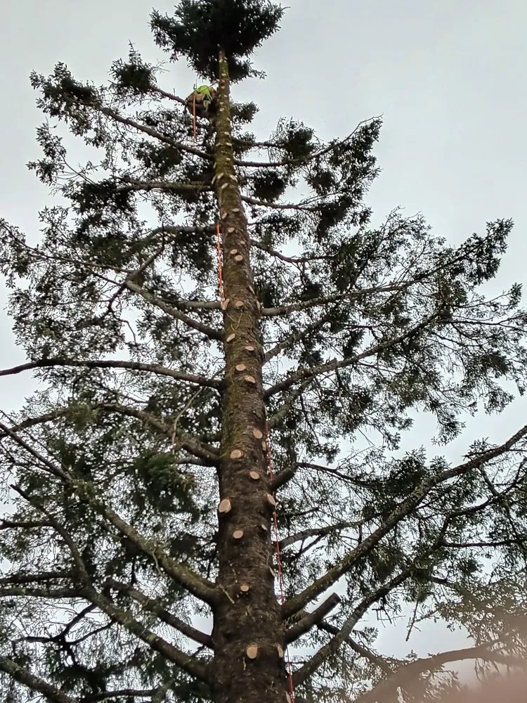 Custom landscape design in Newport, OR by jjj tree services