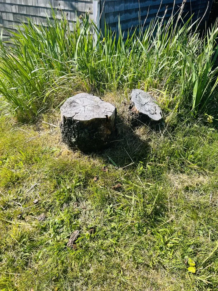 Professional lawn mowing service for year-round maintenance in Newport, OR by jjj tree services