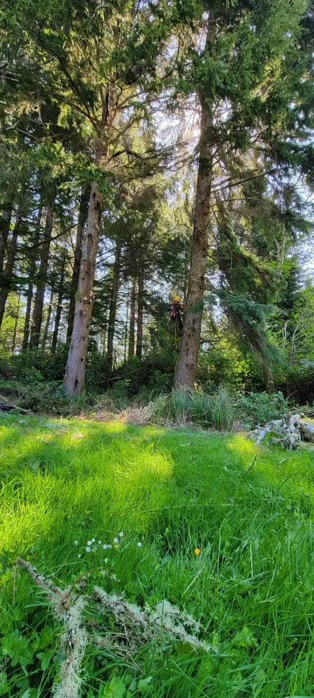 Custom landscape installation experts serving Newport, OR - jjj tree services