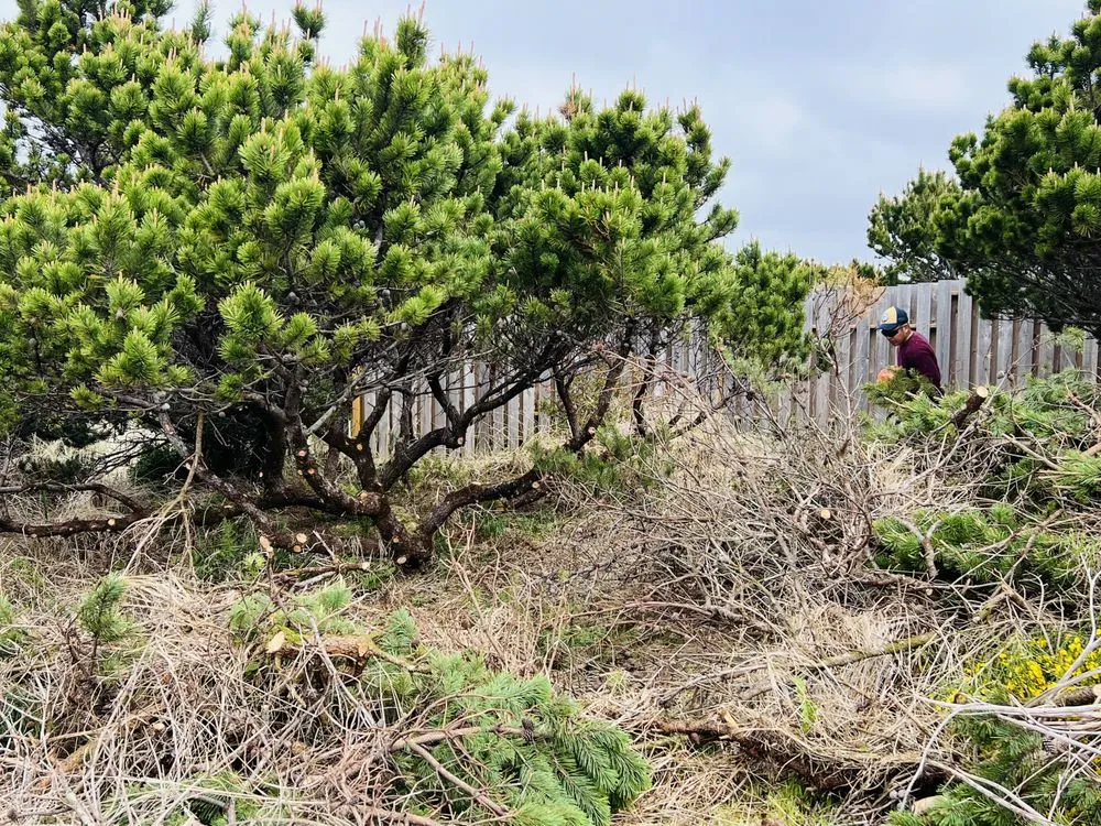 Custom yard cleanup service for outdoor upgrades across Newport, OR - jjj tree services