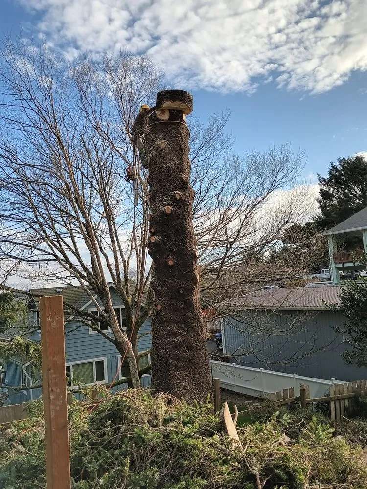 Reliable lawn care service in Newport, OR - jjj tree services