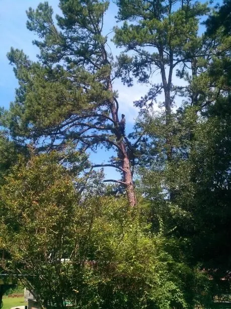 Local lawn mowing service for year-round maintenance in Seneca, SC by JJNC