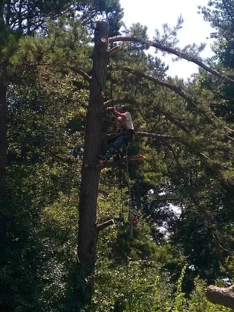 Top-rated garden landscaping near you across Seneca, SC - JJNC