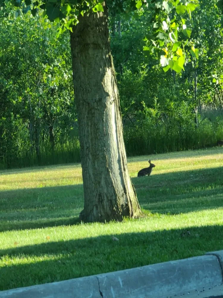 Affordable landscape design in Lansing, MI by Jjr Lawn Care