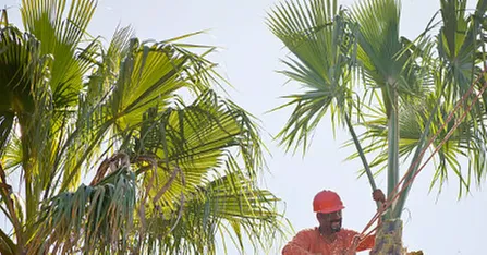 Affordable landscaping services for outdoor upgrades in Palmetto, FL by JJR Tree Services Landscaping