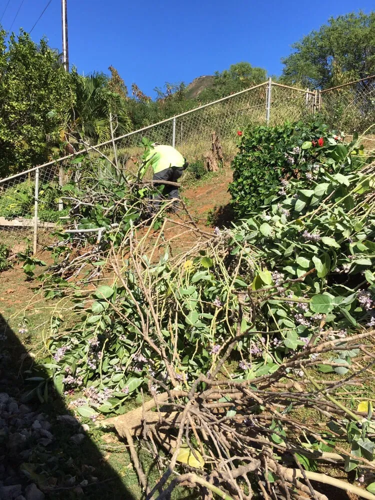 Local yard maintenance for beautiful yards in Honolulu County, HI by JJR Yard Service