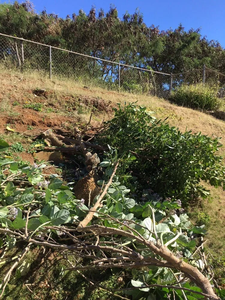 Trusted garden landscaping for homes across Honolulu County, HI - JJR Yard Service