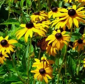 Professional outdoor landscaping in Woodruff, WI by JJ's Acres