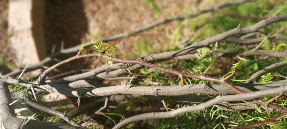 Custom landscape installation with custom design across Tucson, AZ - JJ's Landscapes