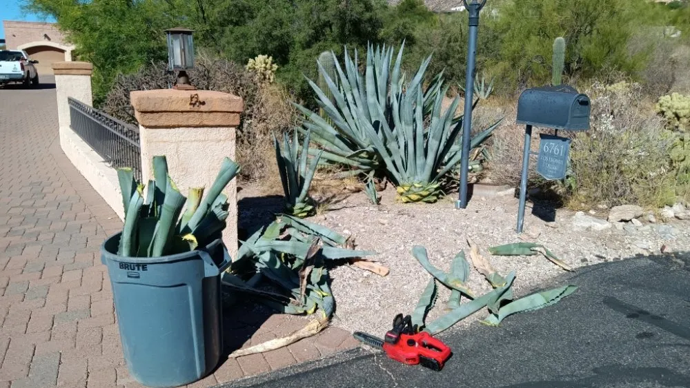 Affordable yard cleanup service for homes in Tucson, AZ by JJ's Landscapes