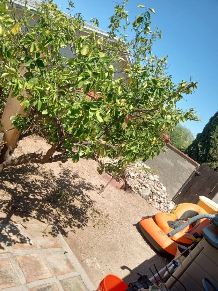 Expert landscape design in Tucson, AZ by JJ's Landscapes