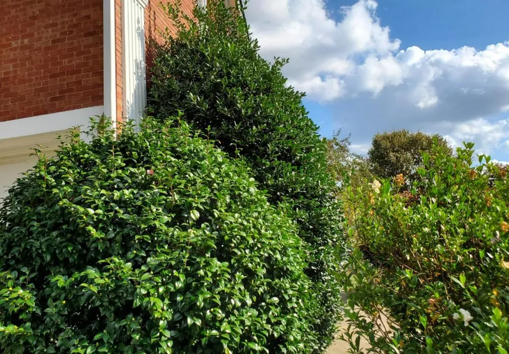 Professional yard cleanup service experts serving Cumming, GA - J&J's Landscaping Group