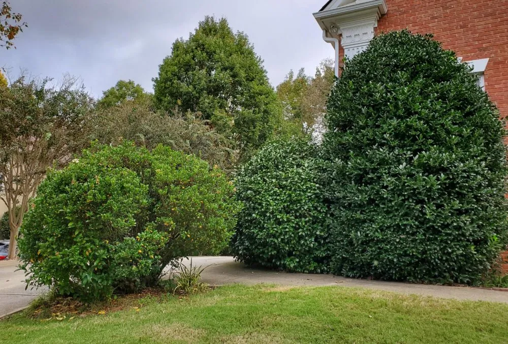 Local outdoor landscaping for year-round maintenance across Cumming, GA - J&J's Landscaping Group