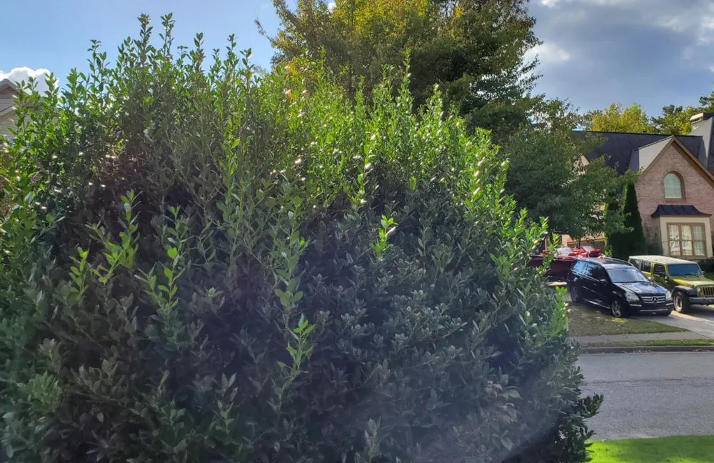 Expert yard cleanup service in Cumming, GA - J&J's Landscaping Group