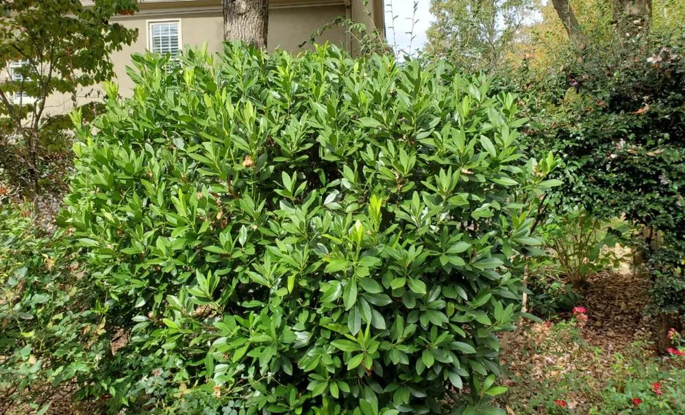 Trusted lawn care service in Cumming, GA - J&J's Landscaping Group