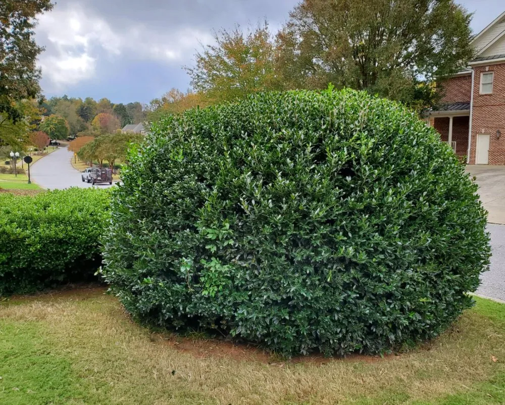 Reliable residential landscaping for year-round maintenance in Cumming, GA by J&J's Landscaping Group