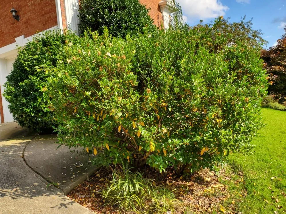 Reliable yard maintenance experts serving Cumming, GA - J&J's Landscaping Group