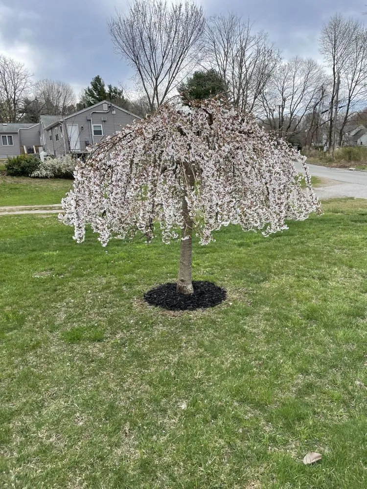 Professional lawn mowing service for residential properties across Waterford, CT - JJs Lawn Care