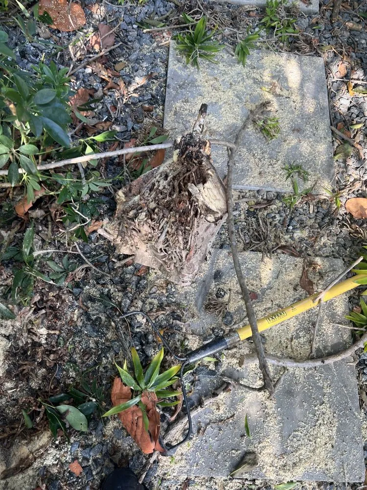 Reliable lawn care service experts serving Deerfield Beach, FL - JJS Lawncare & Landscaping