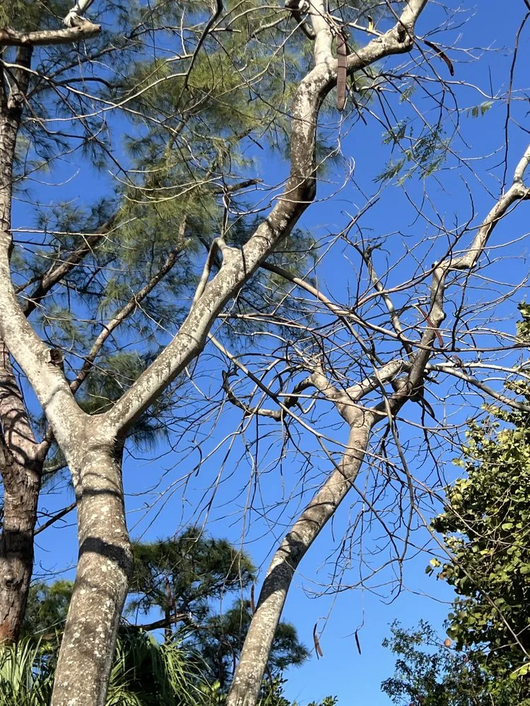 Trusted outdoor landscaping for year-round maintenance across Deerfield Beach, FL - JJS Lawncare & Landscaping