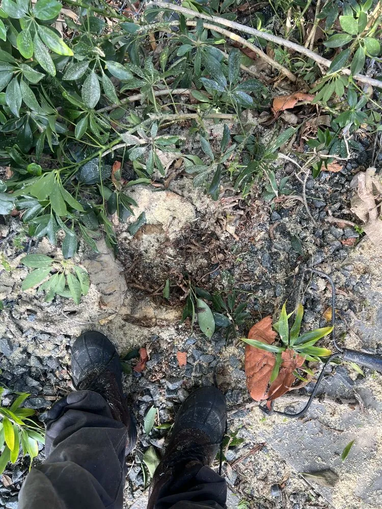 Top-rated landscape design experts serving Deerfield Beach, FL - JJS Lawncare & Landscaping