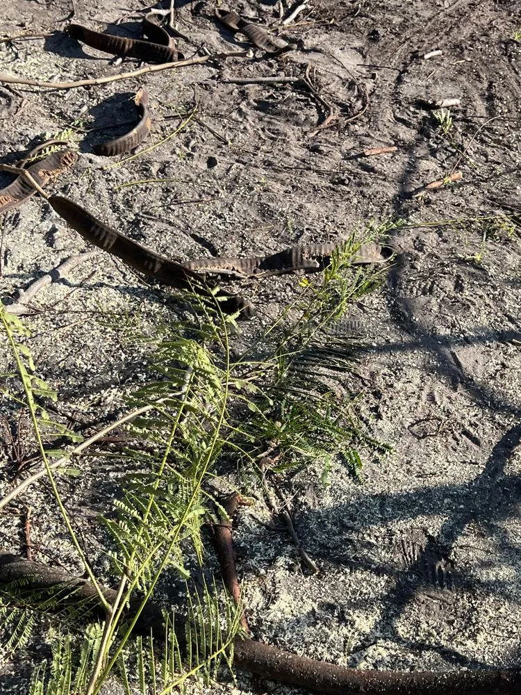 Custom residential landscaping in Deerfield Beach, FL by JJS Lawncare & Landscaping