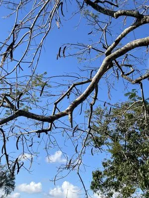 JJS Lawncare & Landscaping Logo