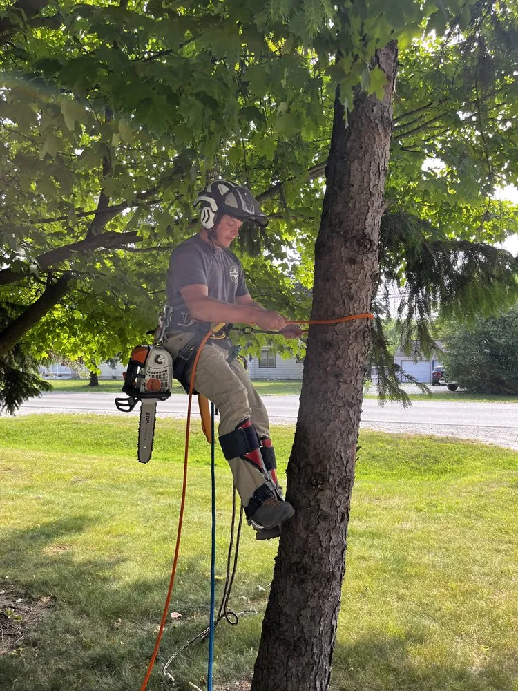 Expert yard maintenance in Clio, MI by JJ’s Tree Service