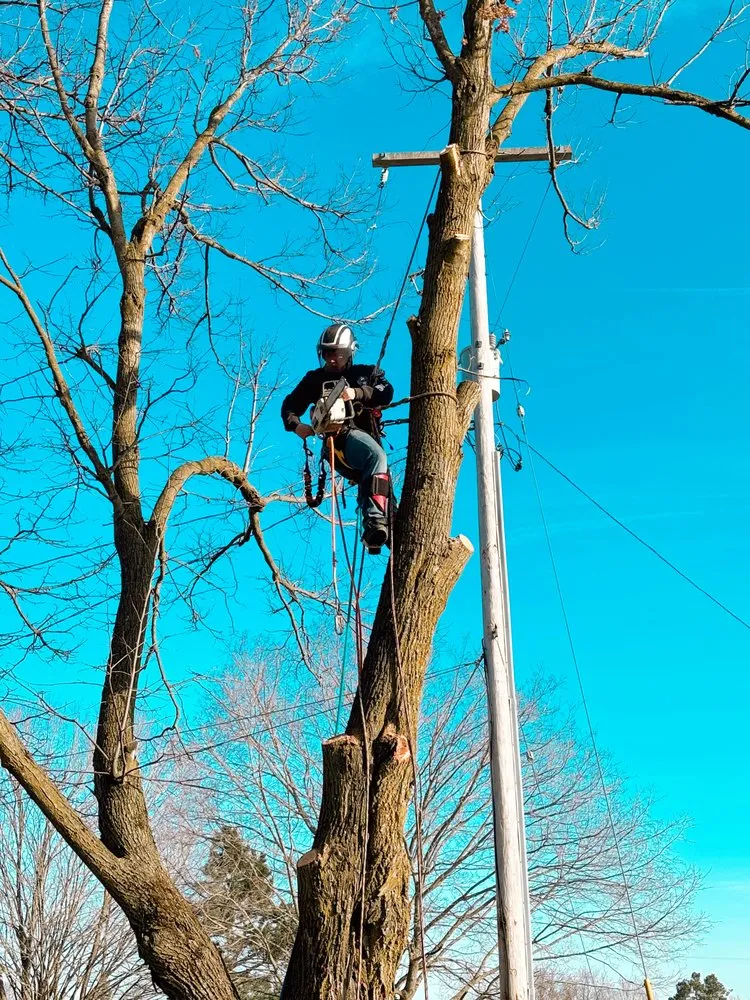 Professional garden landscaping with custom design across Clio, MI - JJ’s Tree Service