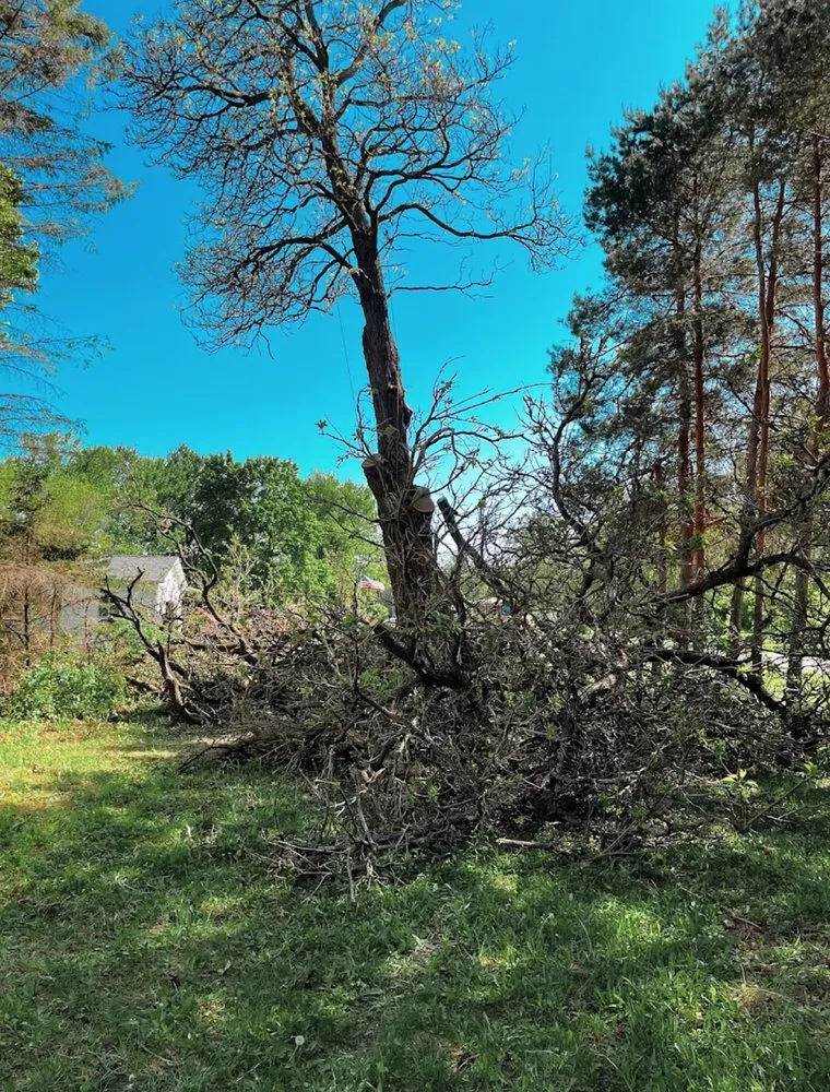 Expert yard cleanup service in Clio, MI - JJ’s Tree Service