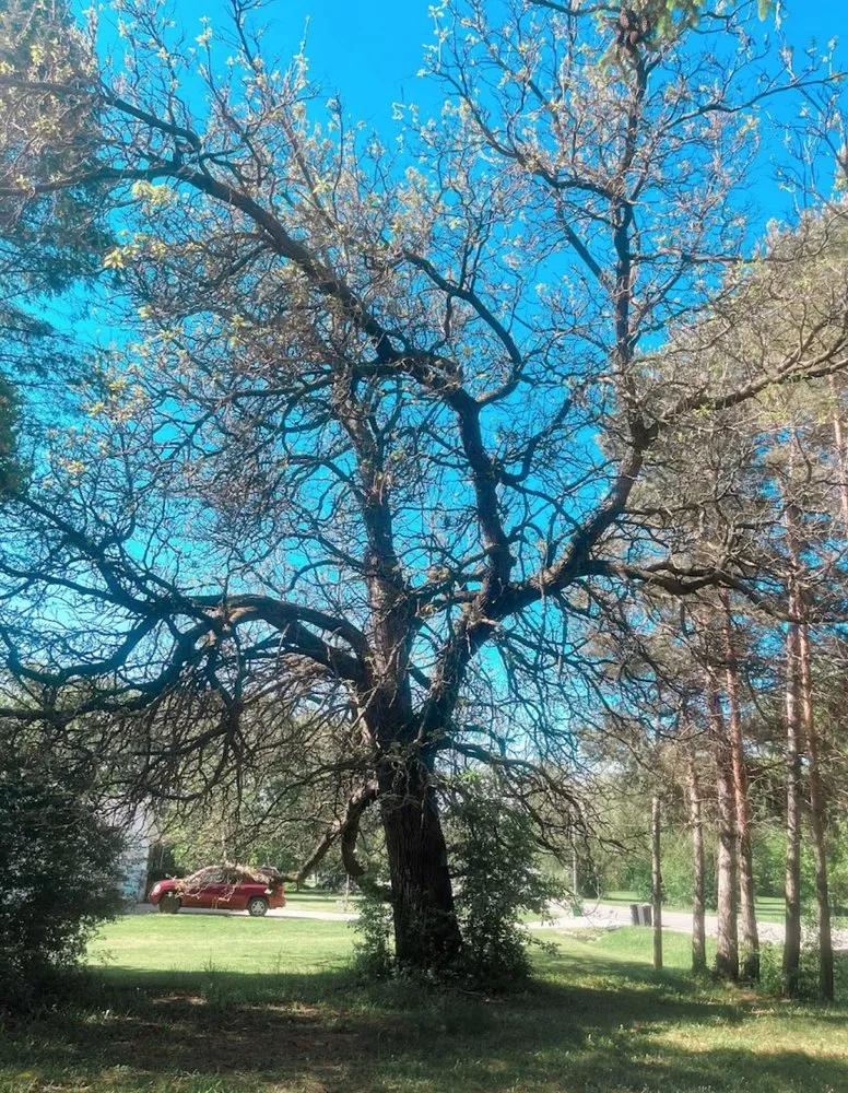 Reliable lawn mowing service in Clio, MI by JJ’s Tree Service