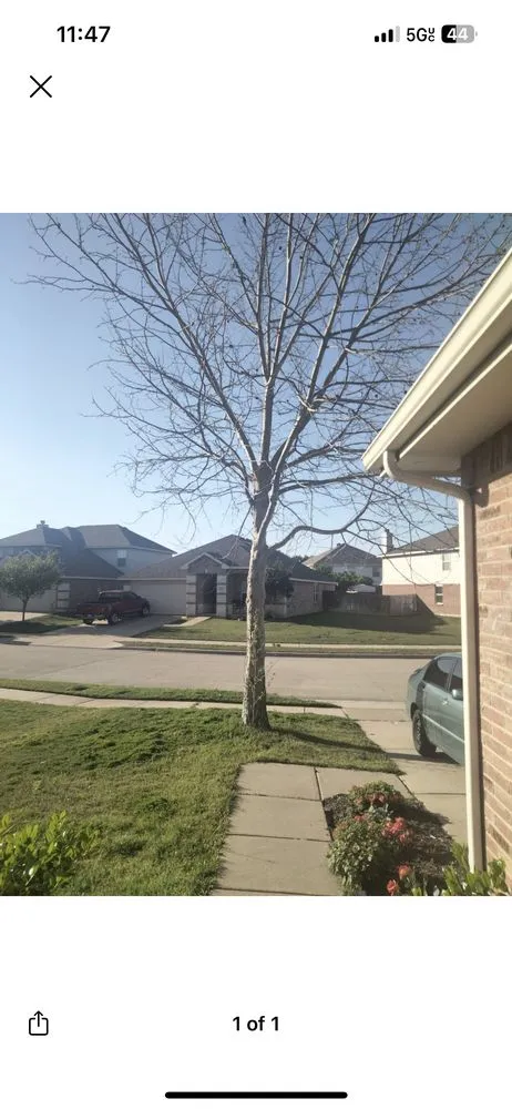 Affordable residential landscaping experts serving Plano, TX - JJs Trees Outdoor Contracting