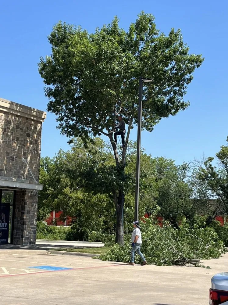 Affordable outdoor landscaping in Plano, TX - JJs Trees Outdoor Contracting