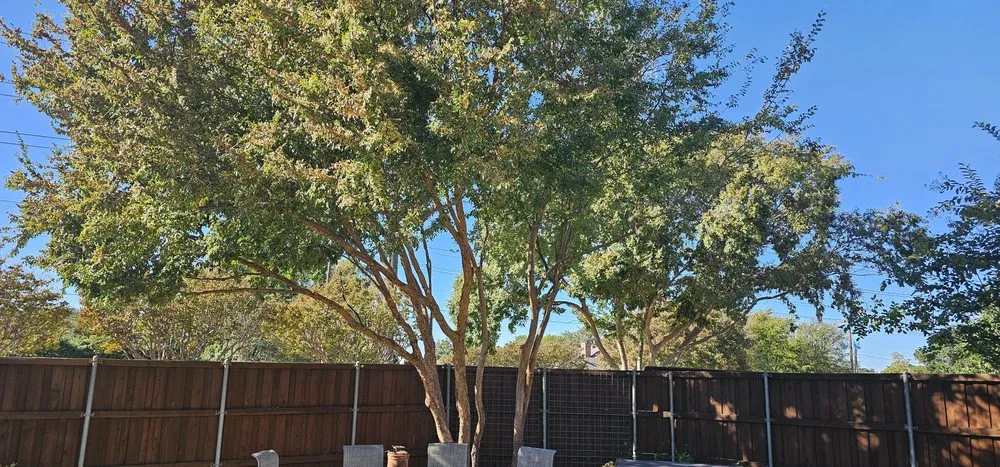 Trusted landscape design in Plano, TX - JJs Trees Outdoor Contracting