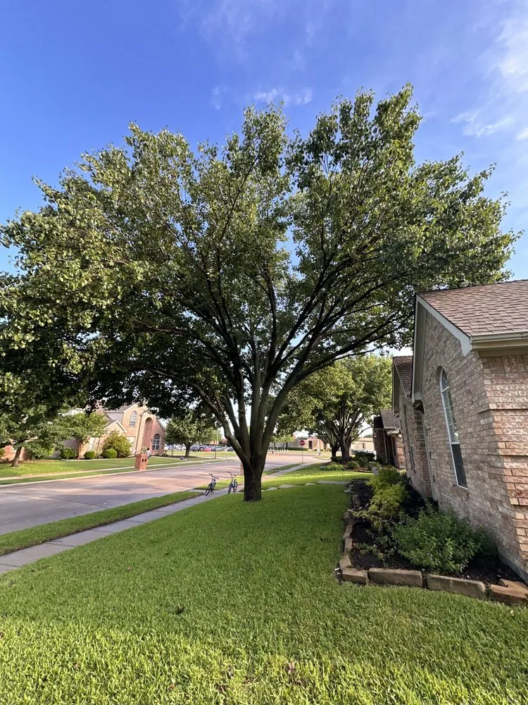 Professional yard cleanup service in Plano, TX by JJs Trees Outdoor Contracting