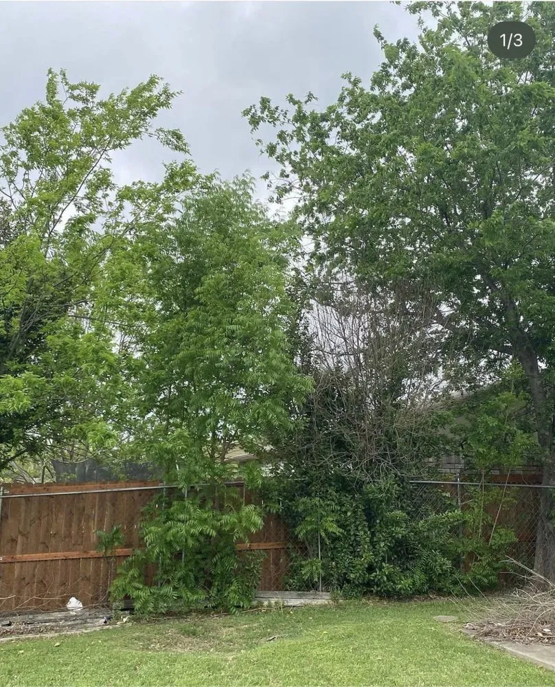 Expert garden landscaping experts serving Plano, TX - JJs Trees Outdoor Contracting