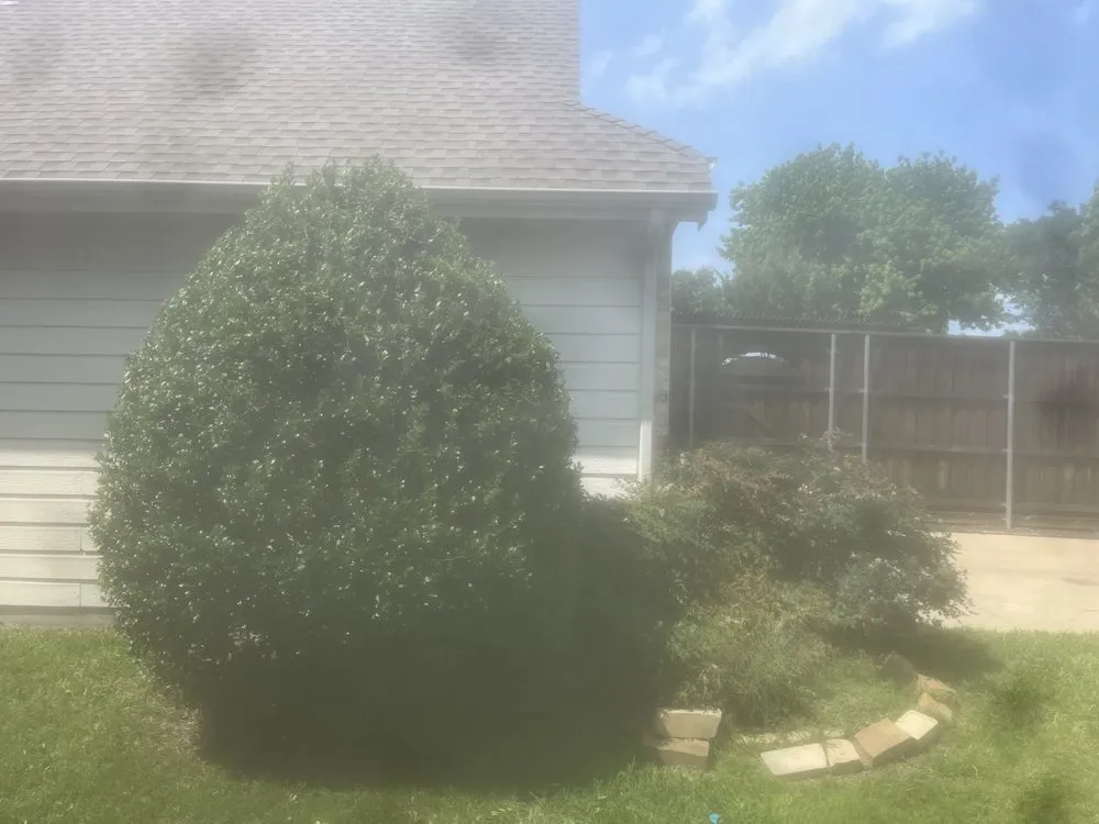 Top-rated yard maintenance in Plano, TX by JJs Trees Outdoor Contracting