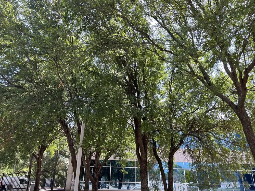 Affordable lawn care service for homes across Plano, TX - JJs Trees Outdoor Contracting