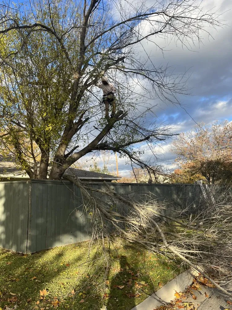 Local garden landscaping experts serving Plano, TX - JJs Trees Outdoor Contracting