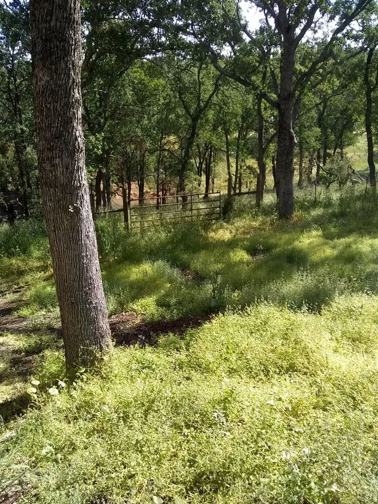 Expert lawn care service experts serving Farmington, CA - JK & L Weedeating Services
