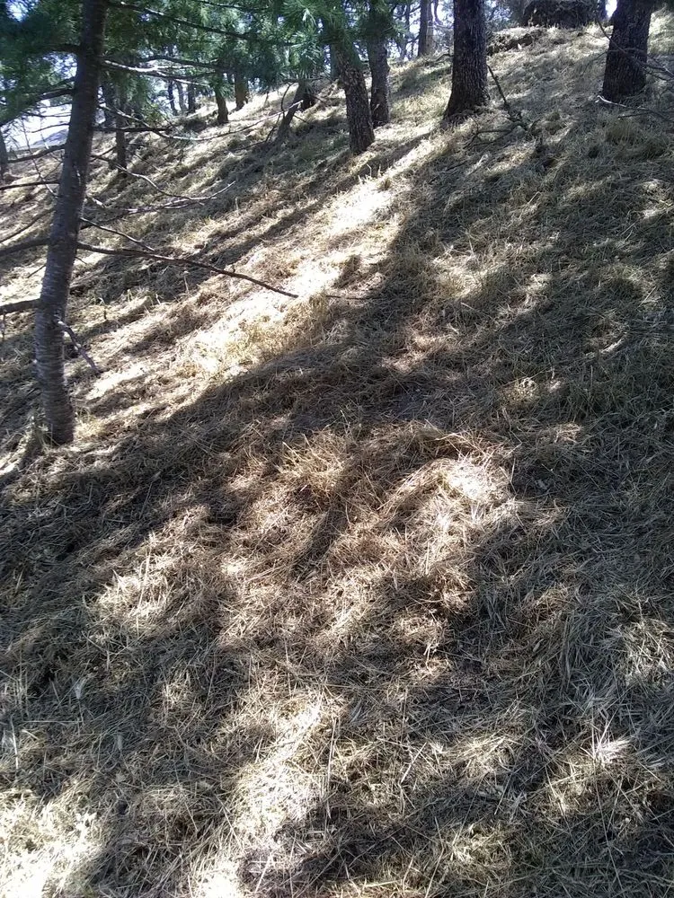 Trusted landscape installation experts serving Farmington, CA - JK & L Weedeating Services