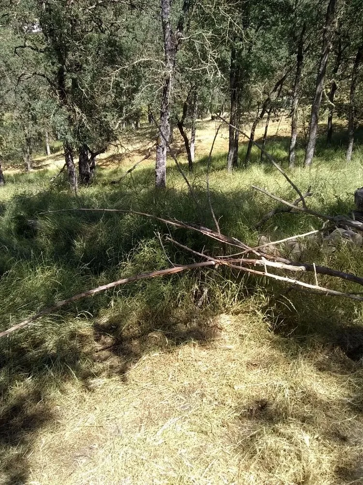 Expert lawn mowing service for outdoor upgrades in Farmington, CA by JK & L Weedeating Services
