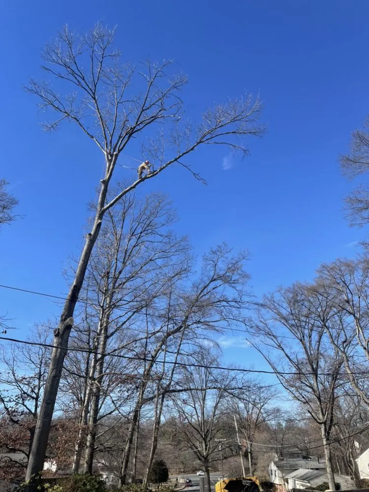 Affordable yard cleanup service for homes across Annandale, VA - JK Green Services