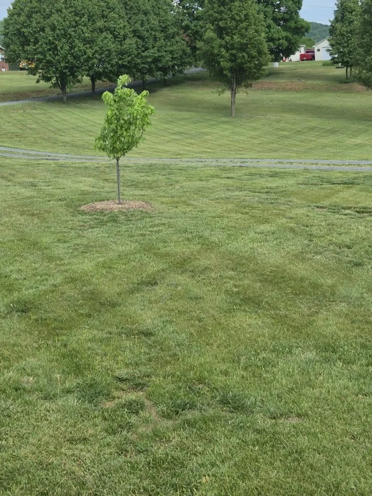 Local yard maintenance for residential properties in Brightwood, VA by J&K Lawn Care