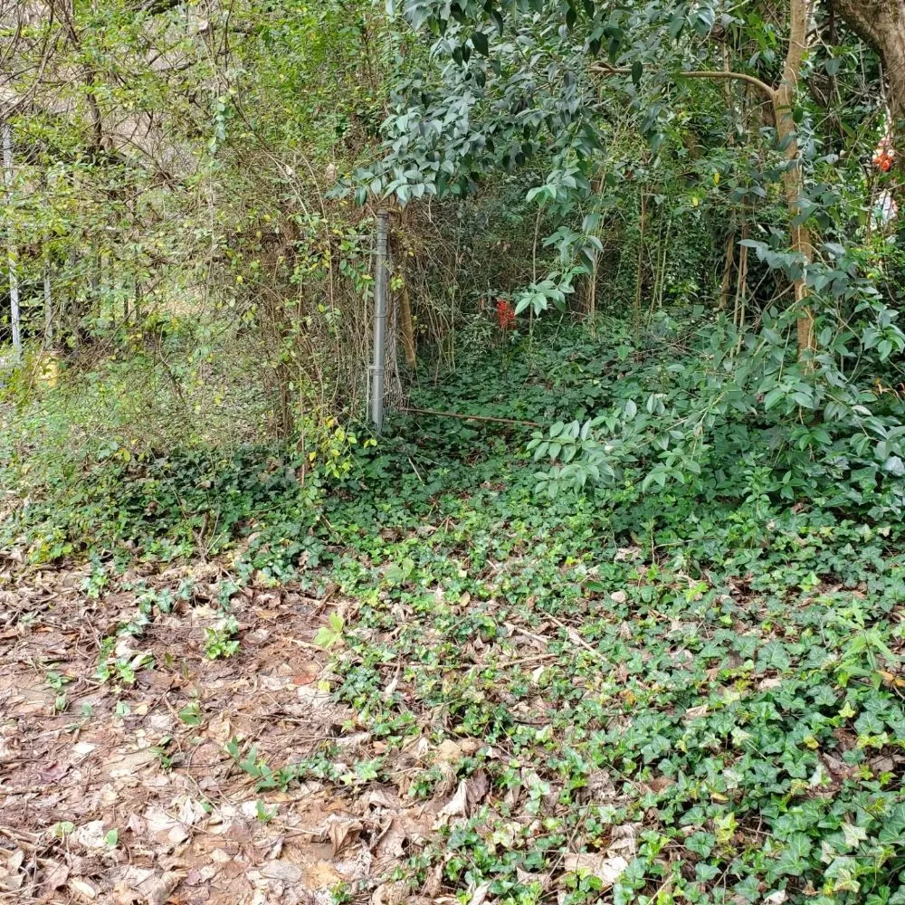 Affordable yard cleanup service in Inman, SC - J&K Property Clean Up